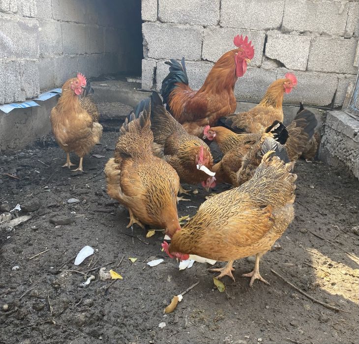 Цыплята Кучин юбилейный