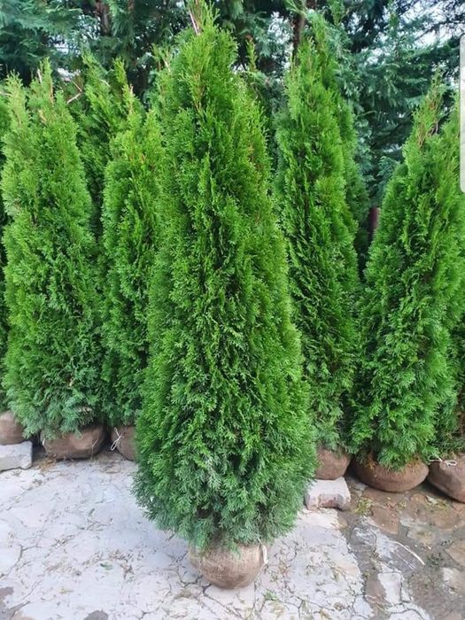 Vând și plantez plante orgamentale naturale orice specie