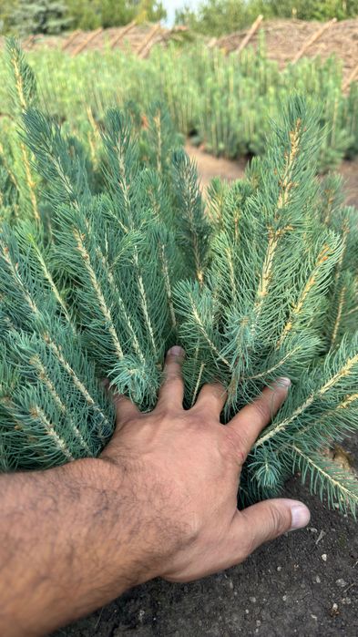 Голубая Ель кўчатлари сотилади!