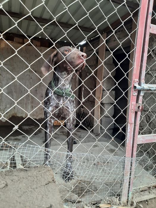 Курцхар күшіктері