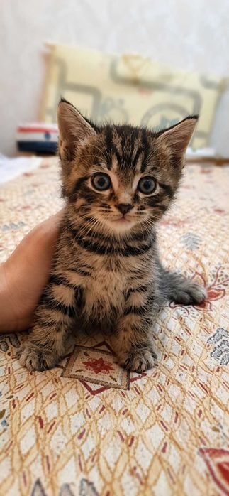 Котята породистые