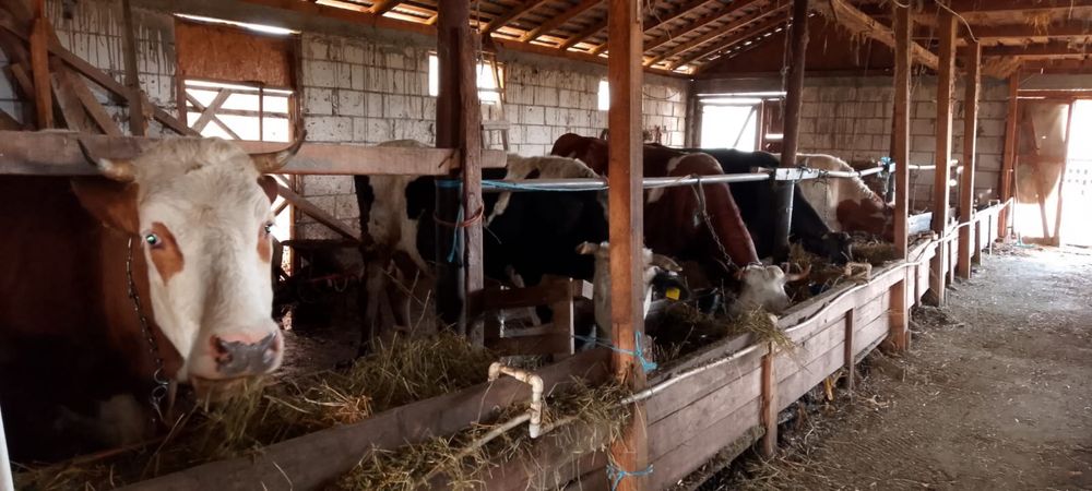 vand vaci juninci si vitele