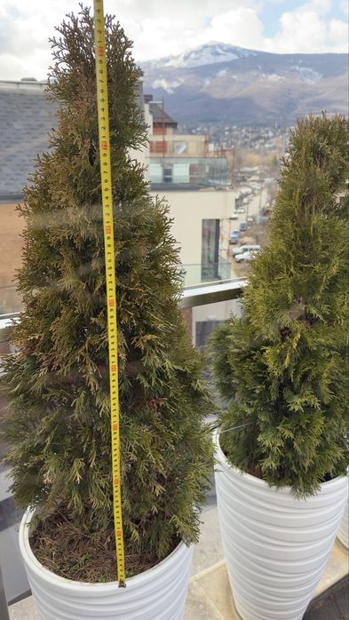 Туя 90см със саксия