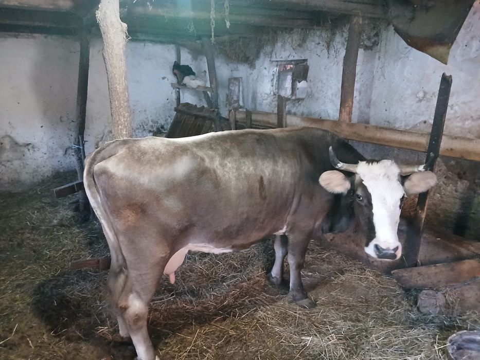 Vacuta de vanzare-Bruna de Maramures