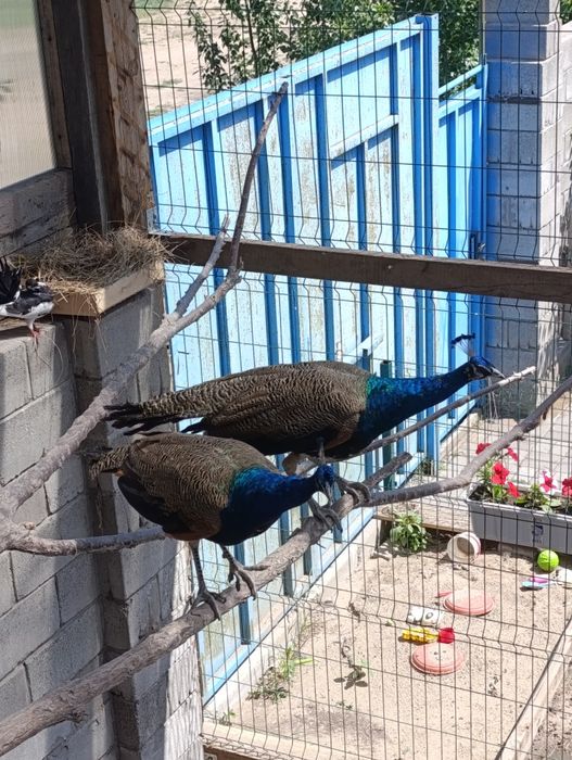 Продам. обменяю.