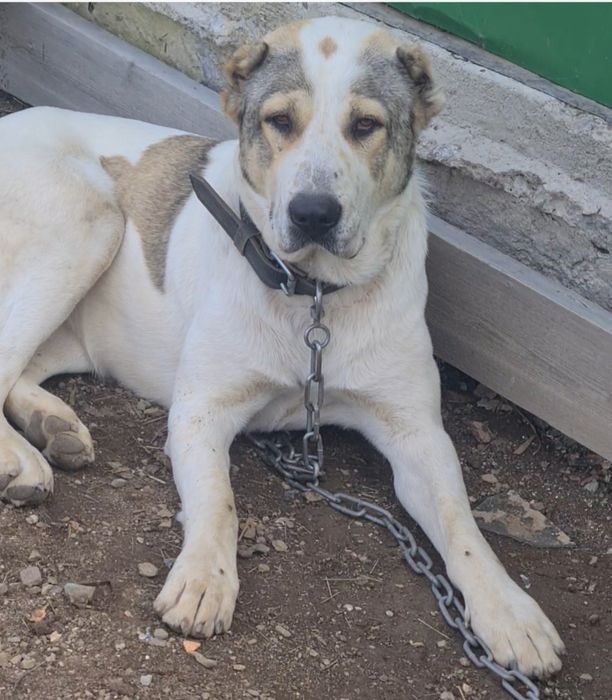 Продаю щенков Алабая(обмен)