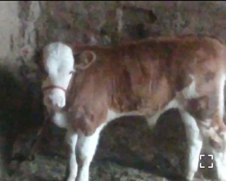 Sogin sigir sotiladi 4 chi tugushi