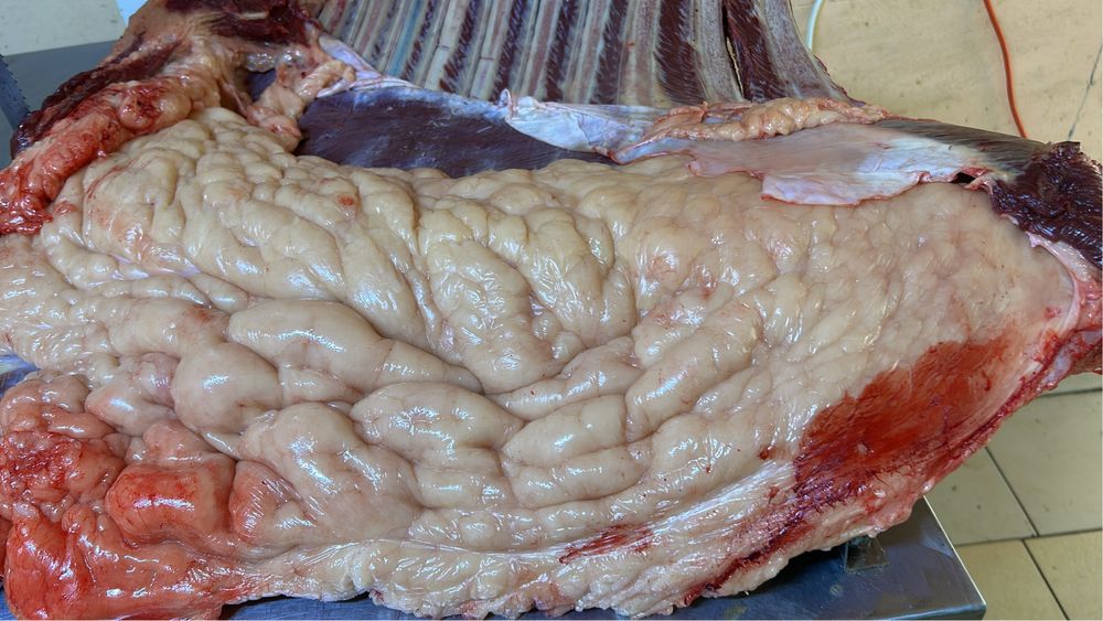 Согым конина молодняк