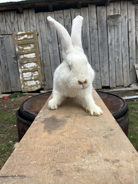 Iepuri  Urias german de vanare