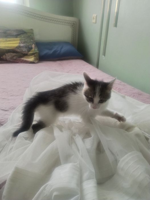 Котёнок кошка мысык мальчик