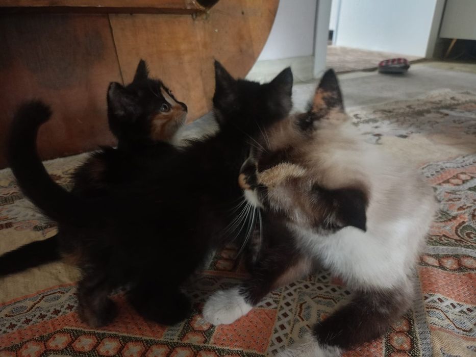 Отдадим котят в добрые руки