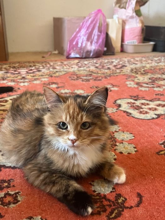 5 месячный котенок ищет дом