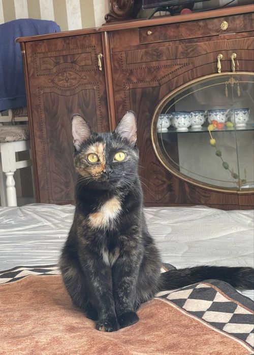 Котята, две девочки, в хорошие руки