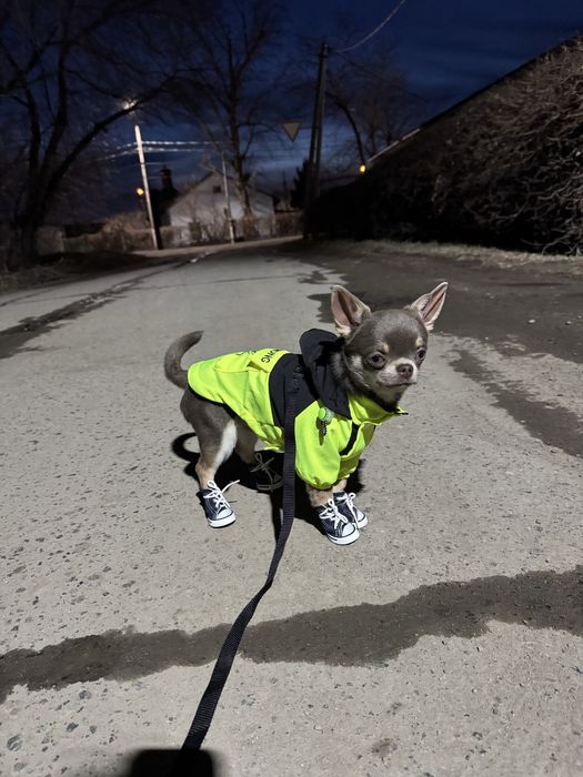 Ищем девочку чихуахуа для вязки