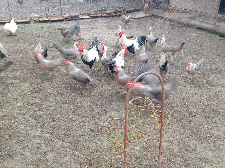 Vand gaini Italian argintie