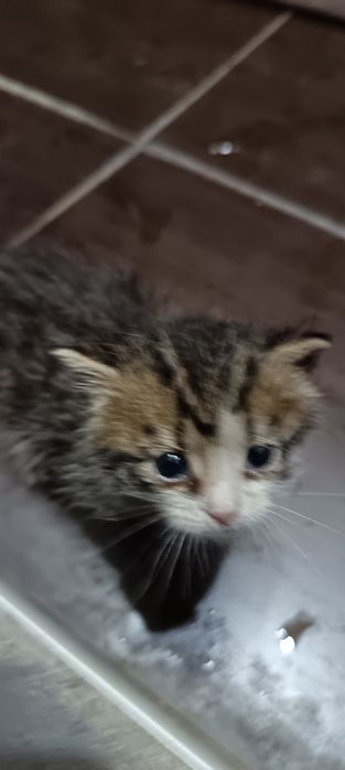 Подаряват се 3 бебета котета