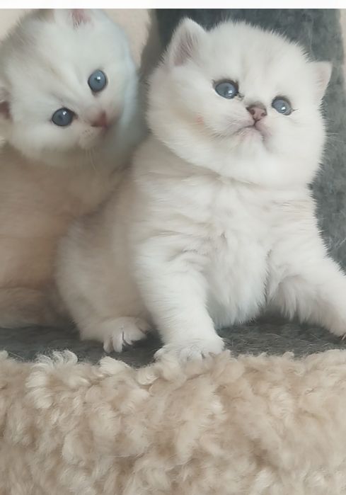 Сотилади Британский Шиншилла Чистокровный Угл &Киз Ота Онаси перевазно
