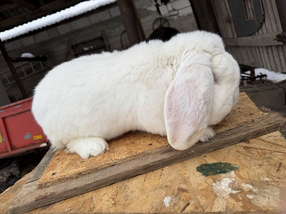 Mascul berbec german