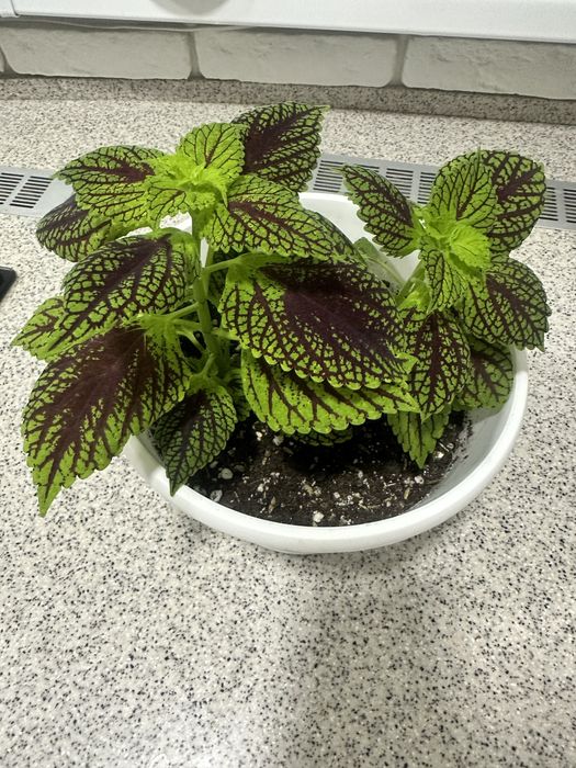 Продам колеус