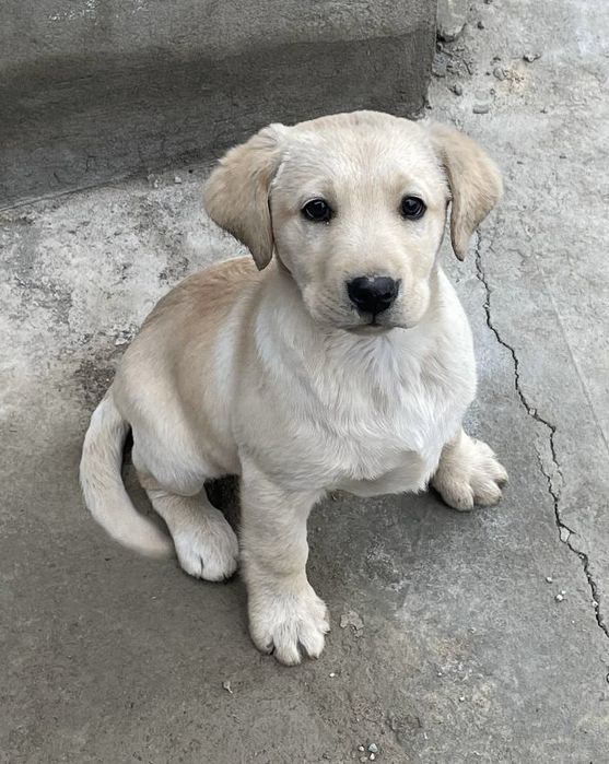 Щенок лабрадор-ретривер