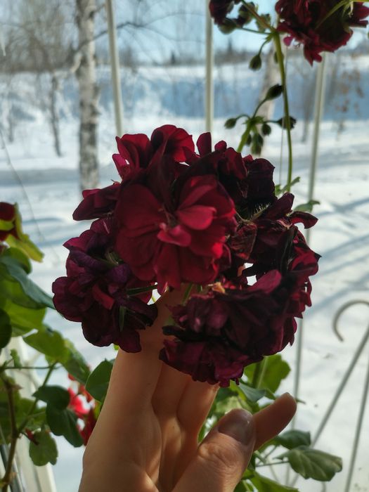 Пеларгония. Герань