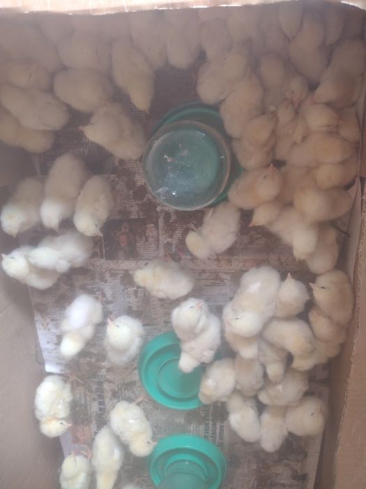 Броилеры хасики цыплята