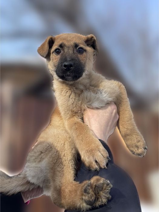 Щенки в добрые руки.