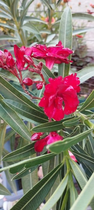 Големи олеандри ( лян,зокум)