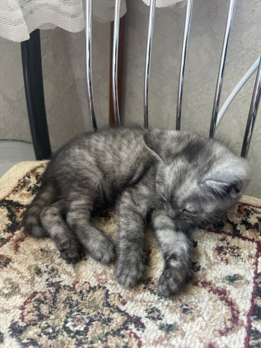 Отдам котенка, девочка
