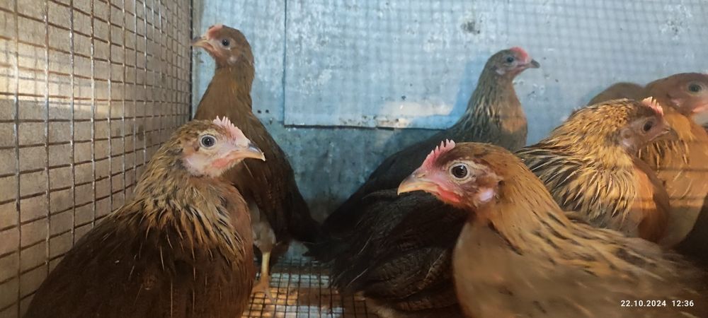 Ярка Сребърна и Златна Италиянка