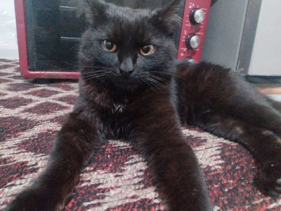 Chiroyli va aqqili mushuk