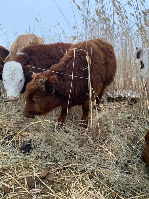 Боқалар сатылады!!!