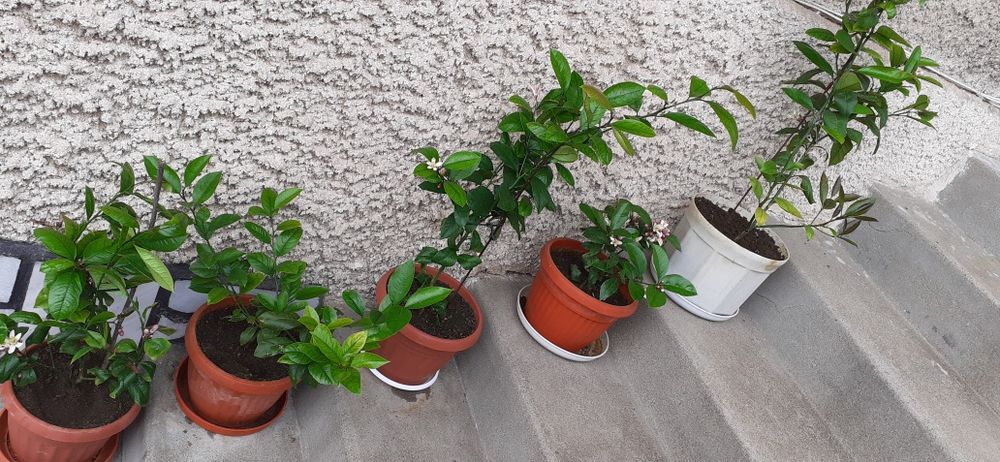 Продавам Узбешки лимони (лимон-портокал). Цени по договаряне