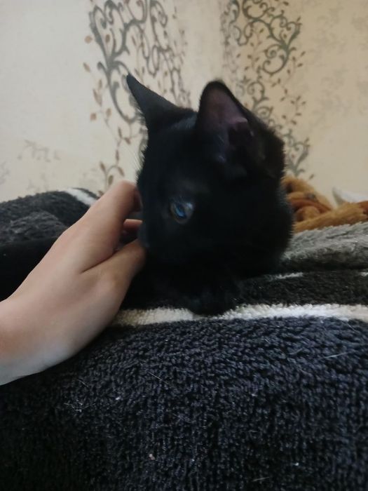 Котёнок черненький