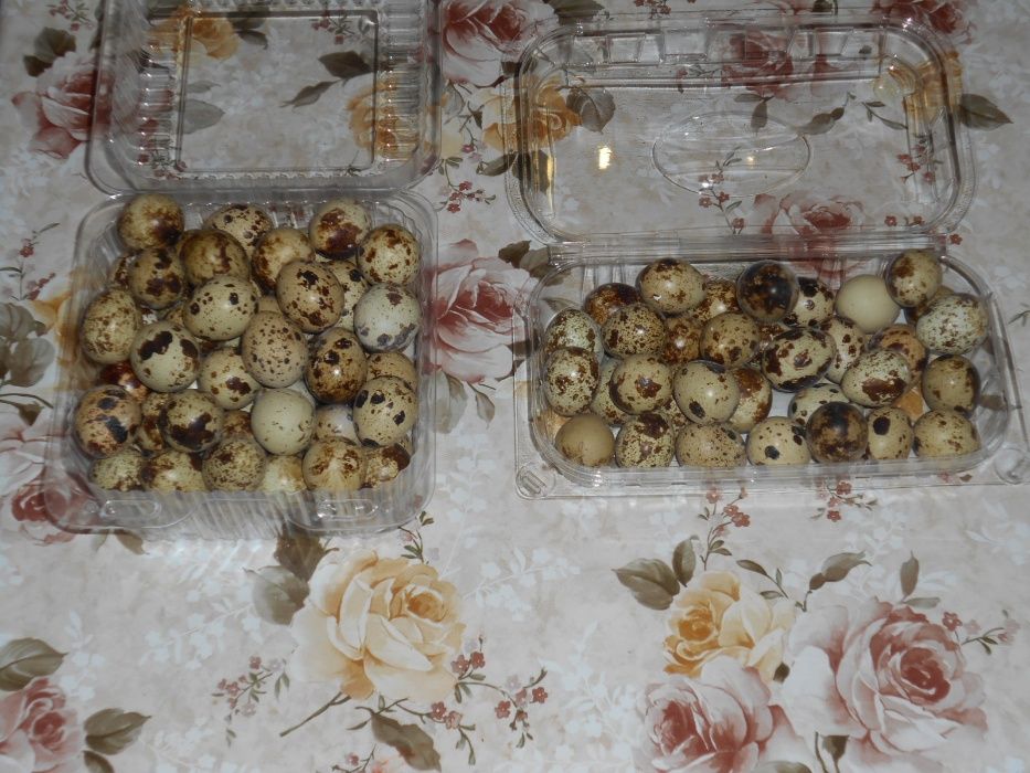 Vand oua de prepelita Braila