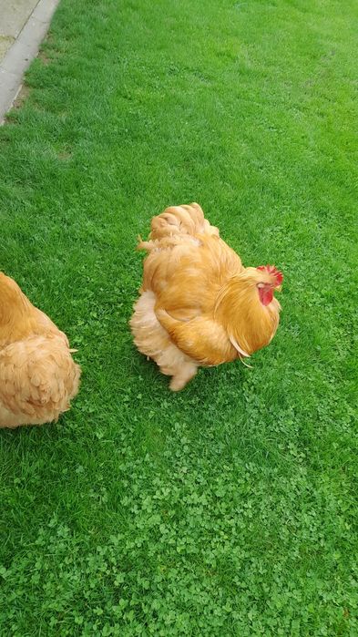 Găini cochinchina uriaș și pauni