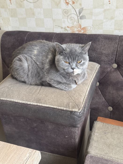 Кошка продаётся пародистая.