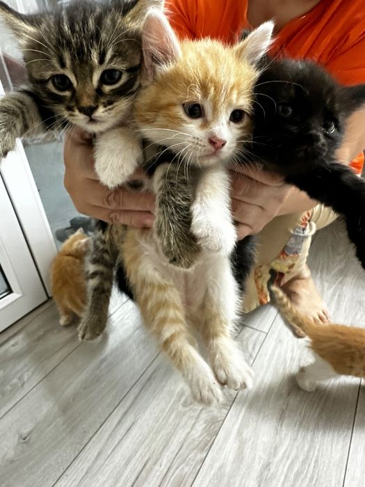 Отдам котят в добрые, хорошие руки