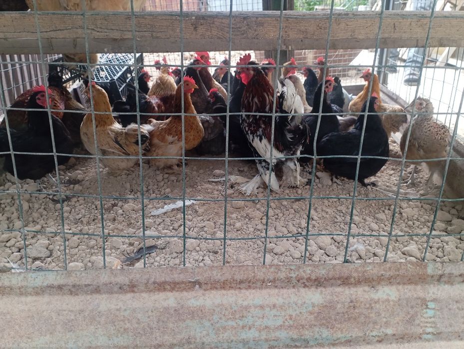 Продам курей молодых домашних