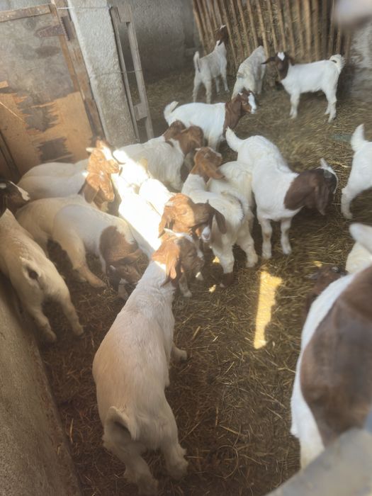 Vand iezi si capre boer