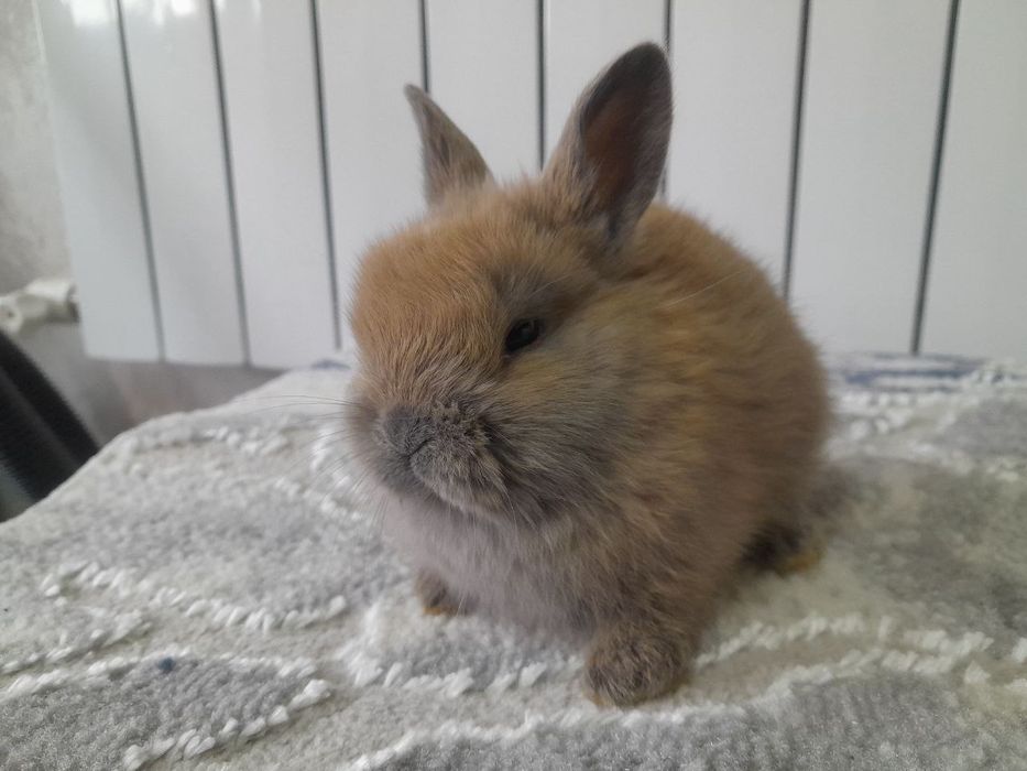 Quyon bolasi karlik 1 oyli