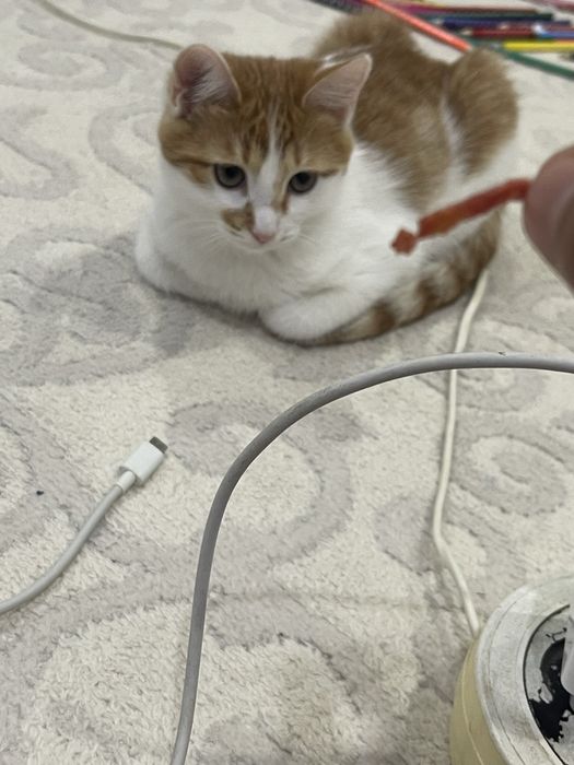 Котенок  в добрые руки