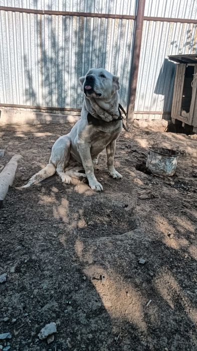 Отдам даром Алабай