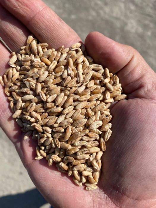 Старт Рост Финиш Несушка