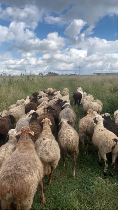 Продам баран хорошие