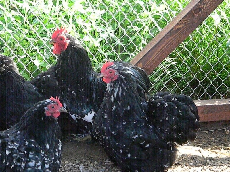 Инкубационные  яйца