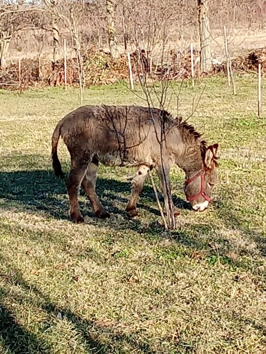 Vând măgar tânăr