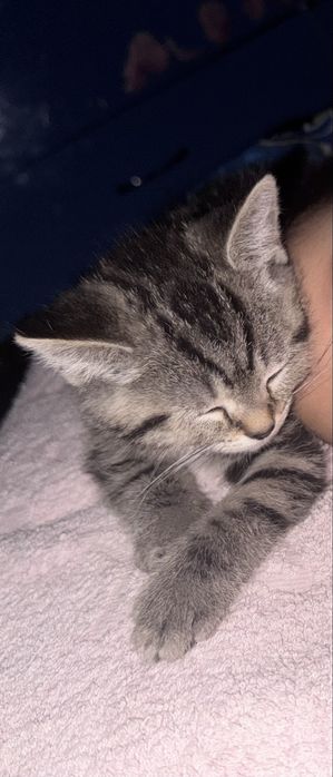 Котенок шотландец