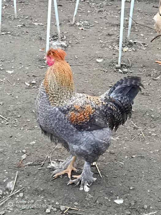 Cocosi luna Aprilie și Mai diferite dimensiuni