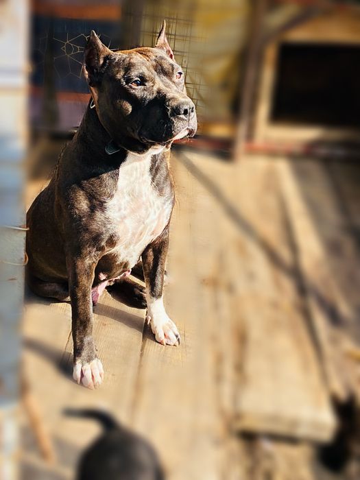 Продам щенка стаф.-питбуль